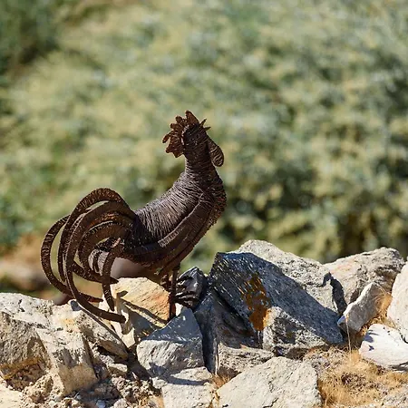 Salvia * クリシ・アクティ